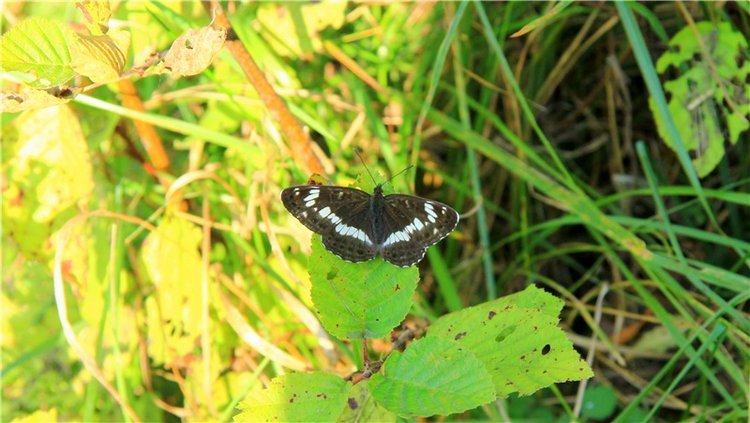 Нийя. Воспоминание об осени, Чукавино, Эко-Лэнд