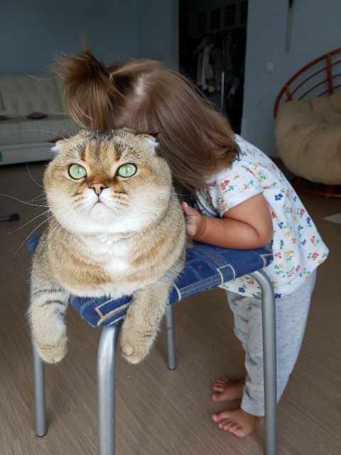 Кошачье, внучачье, одним словом мимимишное (фото 9)