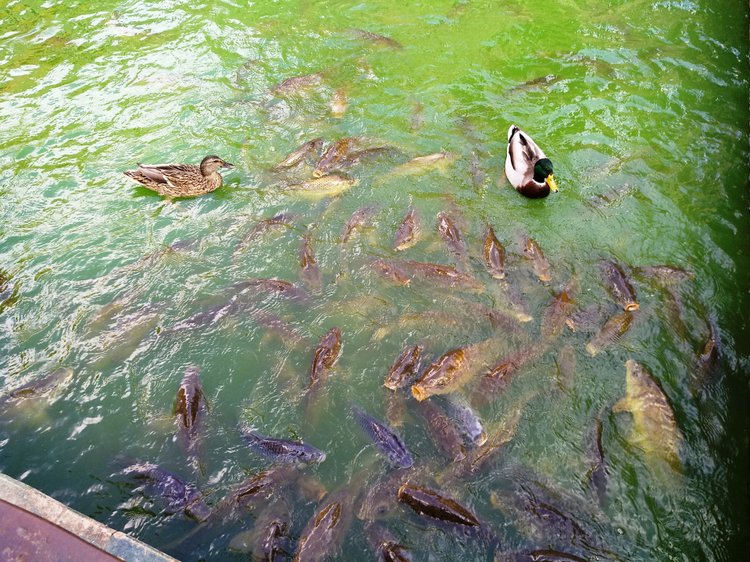 Тайна моего имени. Часть восьмая. Испания, Севилья. Колумб повсюду