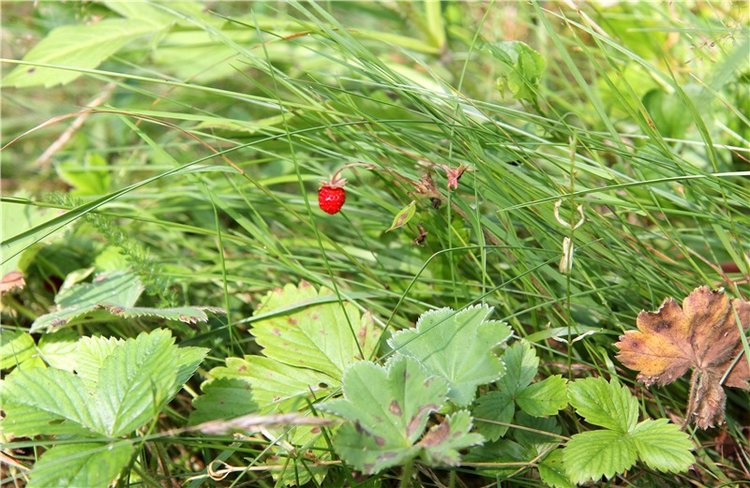 Девочка и Ёжик. Minifee Miyu FairlyLand | Бэйбики Девочка и Ёжик. Minifee Miyu FairlyLand