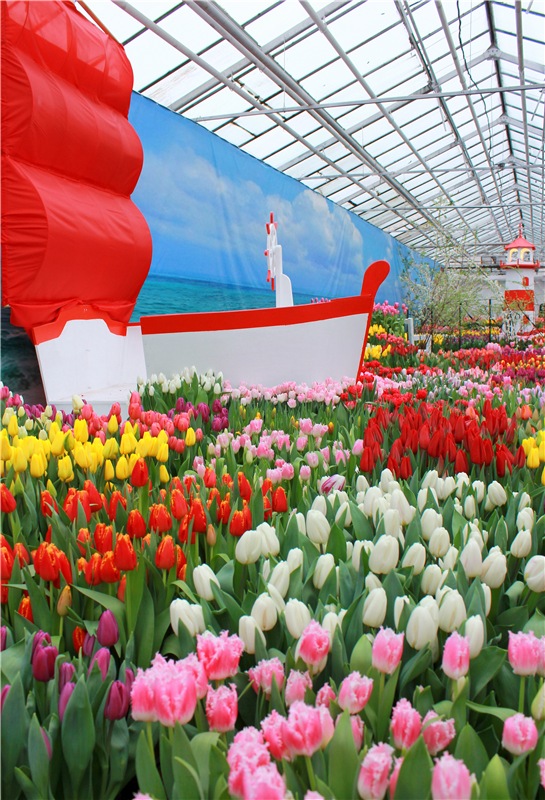 Тюльпановый Рай, продолжение. Выставка тюльпанов в Твери. Mini Layla elf Sunkissed skin от Kaye Wiggs (фото 8)