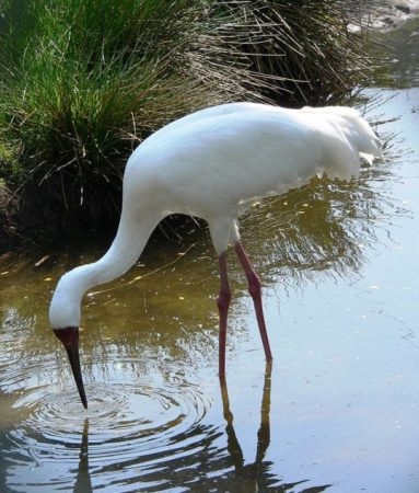 1 апреля — Международный день птиц