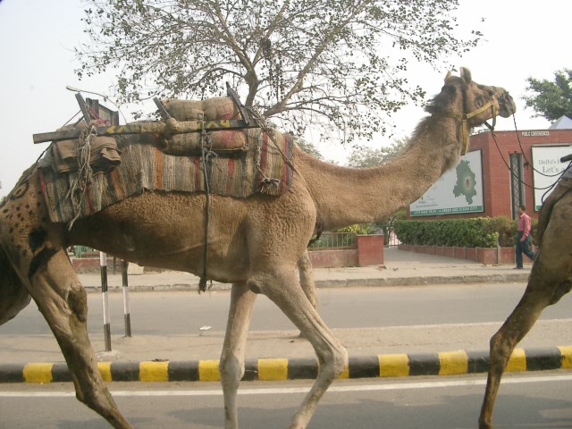Сказочная Индия — Туризм и путешествия: фотоотчеты из поездок