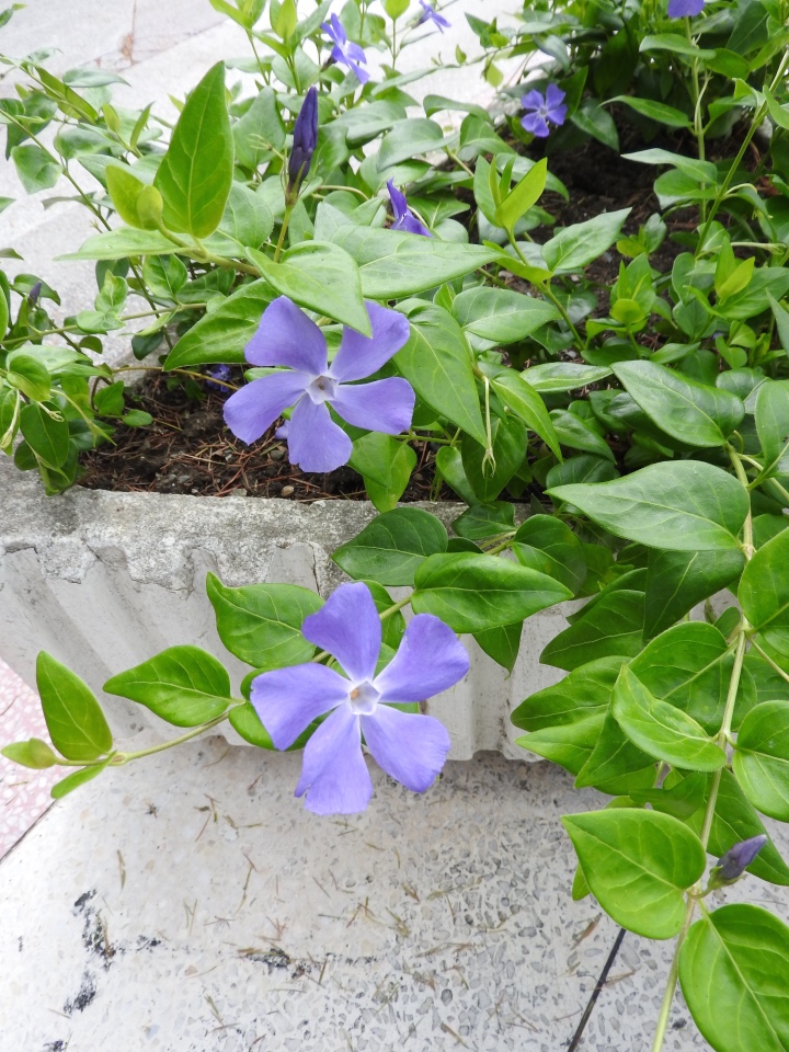 Сочи-Адлер: Южное Взморье - Мои любимые куколки на отдыхе (фото 9)