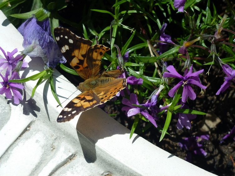 Сочи-Адлер: Южное Взморье - Мои любимые куколки на отдыхе