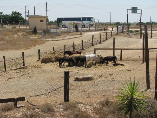 Путешествие на о. Кипр — Туризм и путешествия: фотоотчеты из поездок
