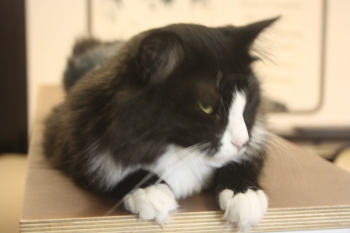 Петербург. Прогулка по крышам. Котокафе. Старые слайды (фото 10)