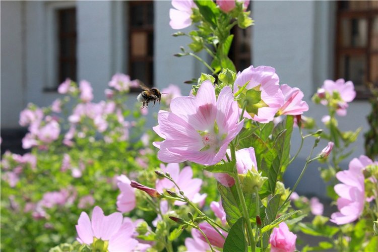 Любимая Старица. Свято-Успенский мужской монастырь