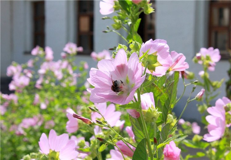 Любимая Старица. Свято-Успенский мужской монастырь