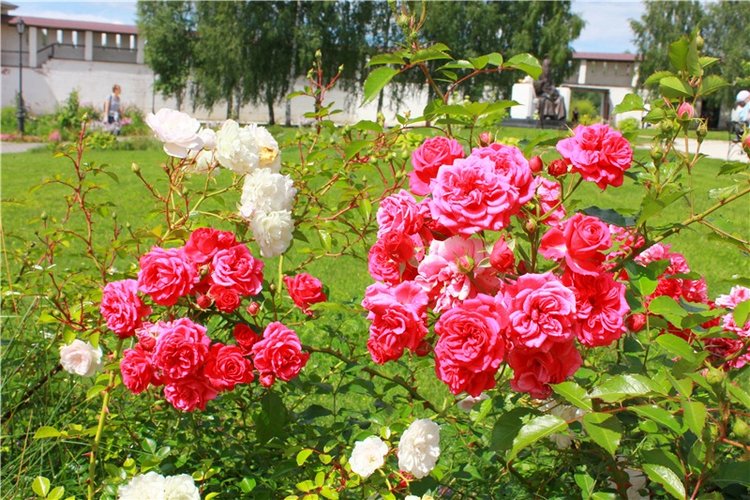 Любимая Старица. Свято-Успенский мужской монастырь