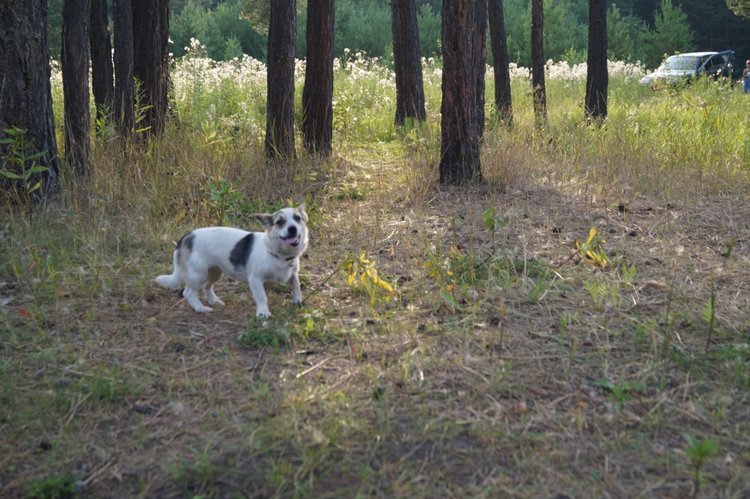 Год назад, в Рождество нам Бог собачку послал найдёнка Белочка (фото 6)