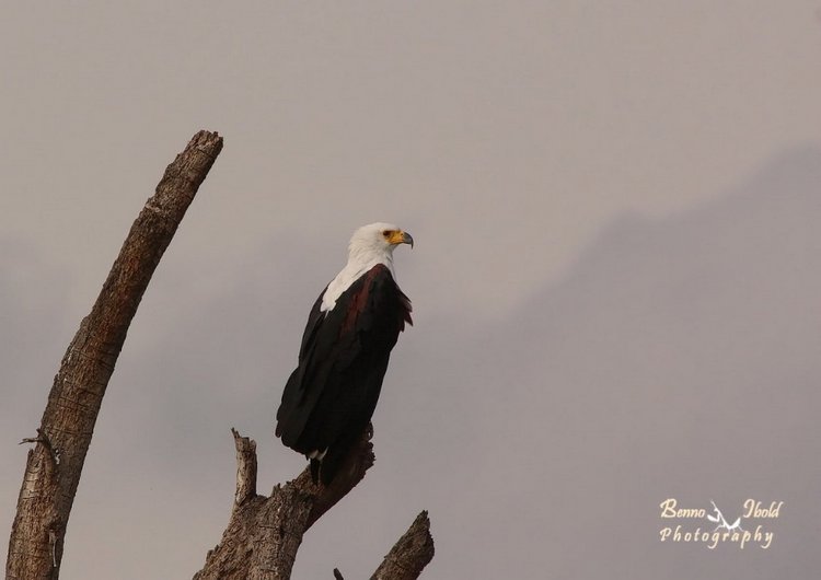 Любителям природы - профессиональные фотографии (выпуск 4) (фото 4)