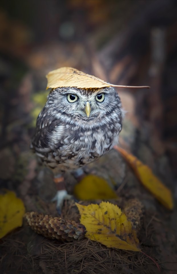 Любительские и профессиональные фотографии Сов (выпуск 2) (фото 2)