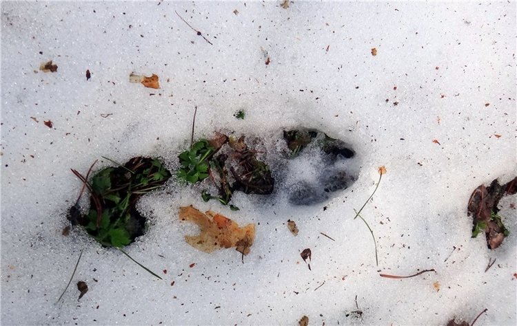 23 февраля - расцвели синие подснежники