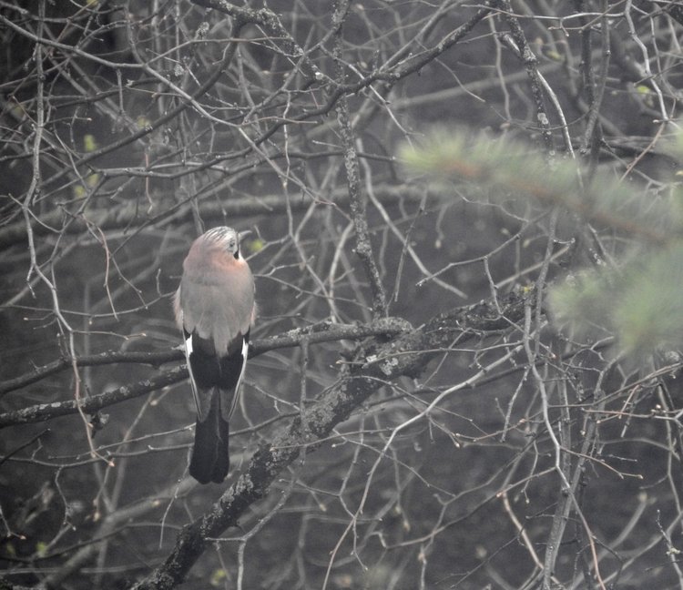 Сойки во дворе — Интересное и необычное: фотоподборки
