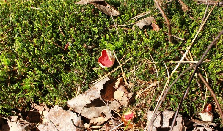 Путешествие Софи в Старицу. Lati HoneyBee New Mystic Sophie