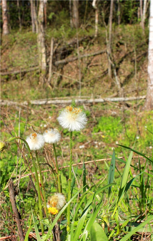Весенняя Фея. Kyrra Fair Meadow doll | Бэйбики Весенняя Фея. Kyrra Fair Meadow doll