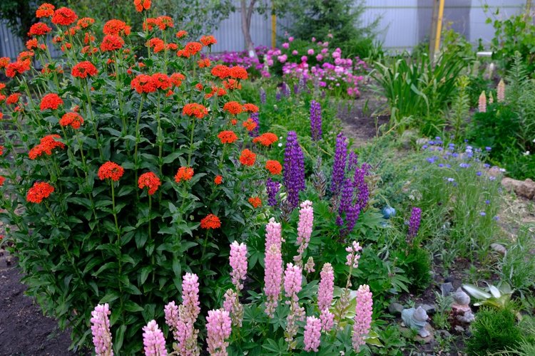 Прогулки с Сарой и Беллой RubiRed Galleria/Effner