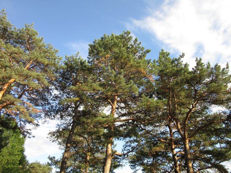 Горячее солнышко Кисловодска (фото 7)