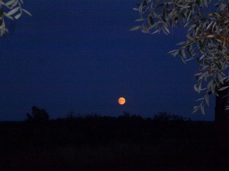 Отдых в деревне с Джой — Туризм и путешествия: фотоотчеты из поездок