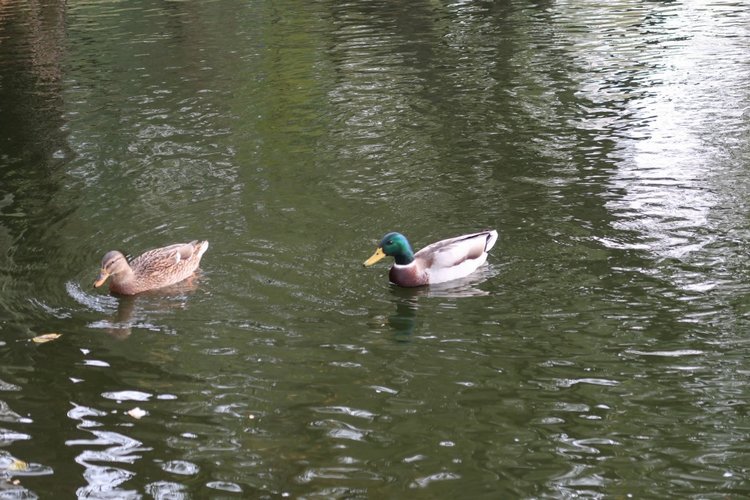 Крошка Элис | Бэйбики Крошка Элис — Куклы Fairyland (ФэйриЛэнд): BJD (БЖД)