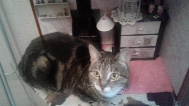 Больше никаких кошек! А котята не считаются | Бэйбики Больше никаких кошек! А котята не считаются