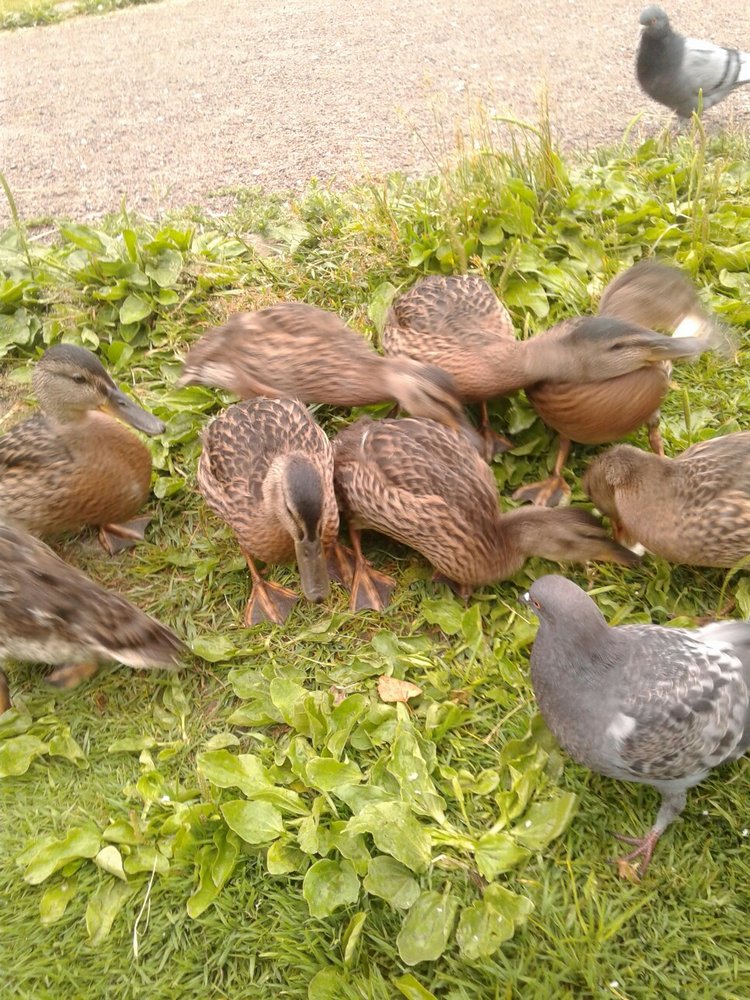 Наше лето, часть 1 — Куклы и тела Obitsu (Обитсу): 1/6 (фото 5)