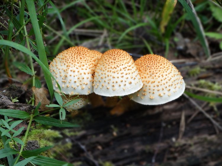 Каменный остров. Поездка с БЖД куколкой от Лиликэт