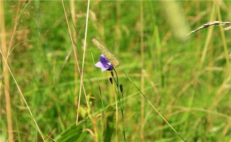 Девочка и Ёжик. Minifee Miyu FairlyLand | Бэйбики Девочка и Ёжик. Minifee Miyu FairlyLand