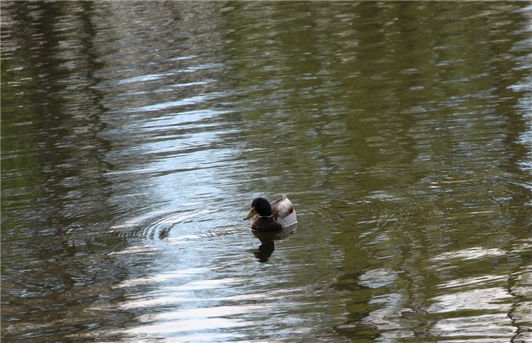 Один раз в год сады цветут (фото 7)