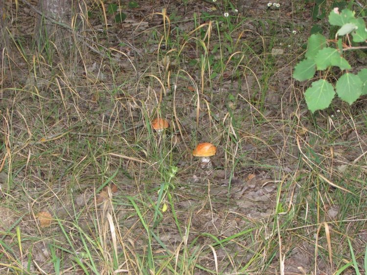 Путешествие в Нижегородскую область - часть 2 - Размещение в деревушке и прогулка по окресностям