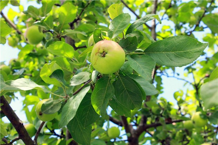 Любимая Старица. Свято-Успенский мужской монастырь (фото 6)