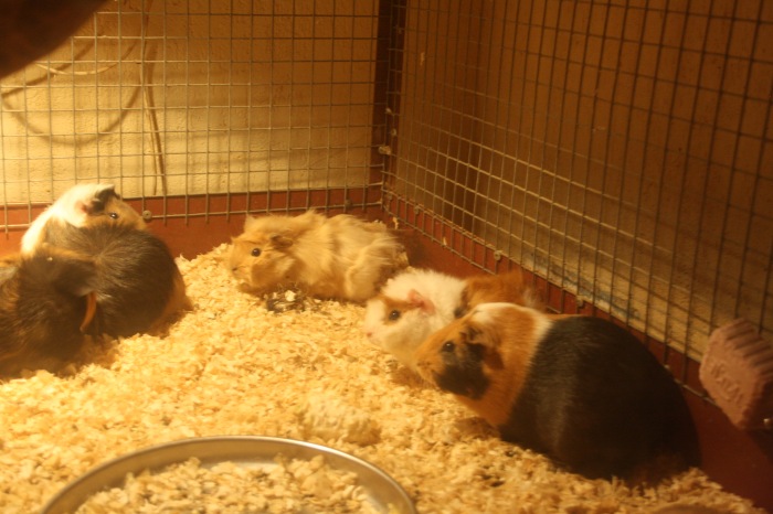 Псков. Эколого-биологический центр. Часть 2