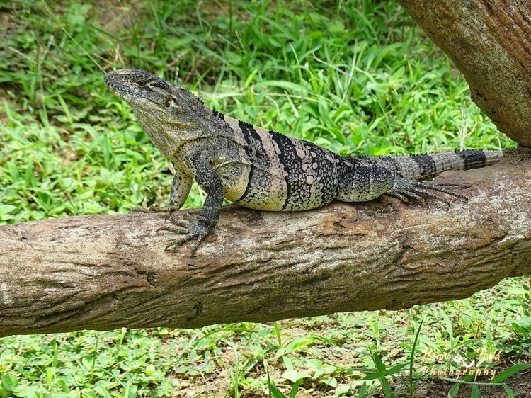 Любителям природы - профессиональные фотографии (выпуск 4)