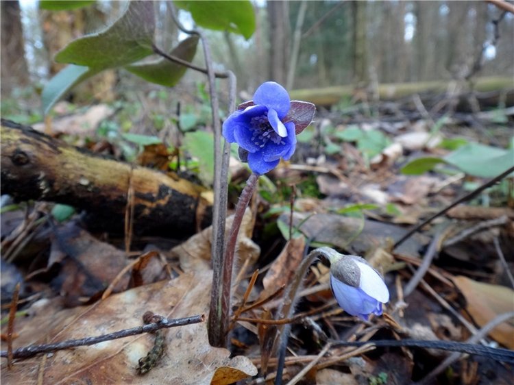 23 февраля - расцвели синие подснежники (фото 8)