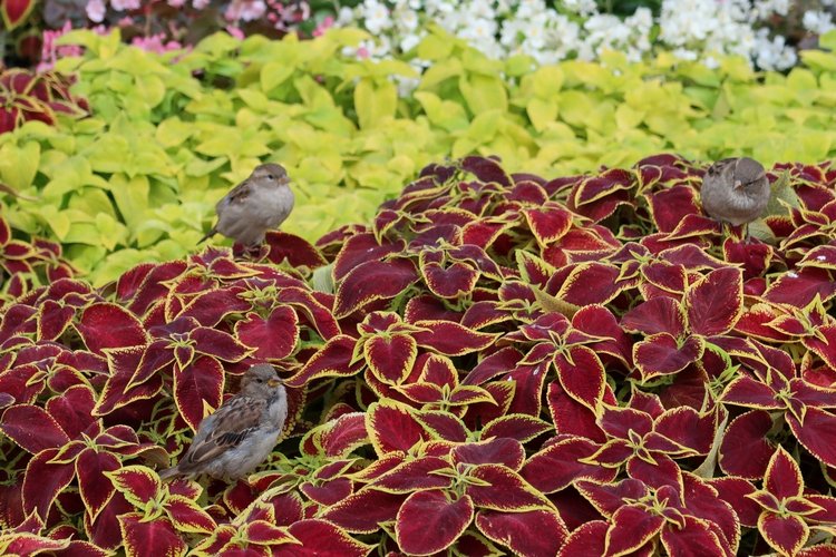 Знакомьтесь, новый вид медведей - медведь сумочный