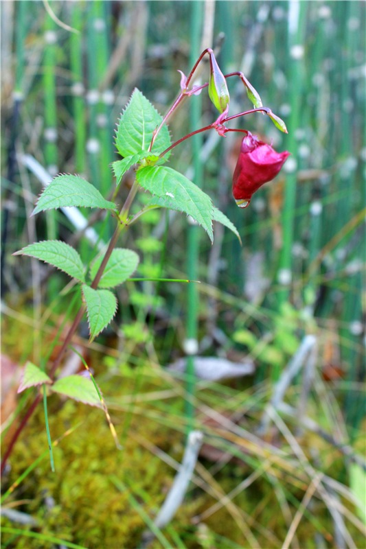 Путешествие Имани на Волгу. Mini Imani от Kaye Wiggs (фото 7)
