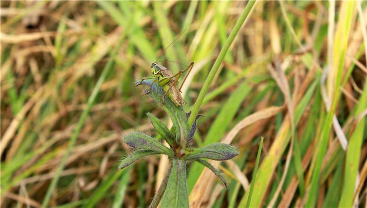 Путешествие Имани на Волгу, продолжение. Mini Imani от Kaye Wiggs