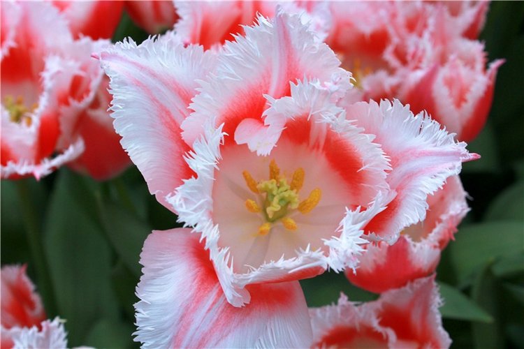 Выставка тюльпанов в Твери