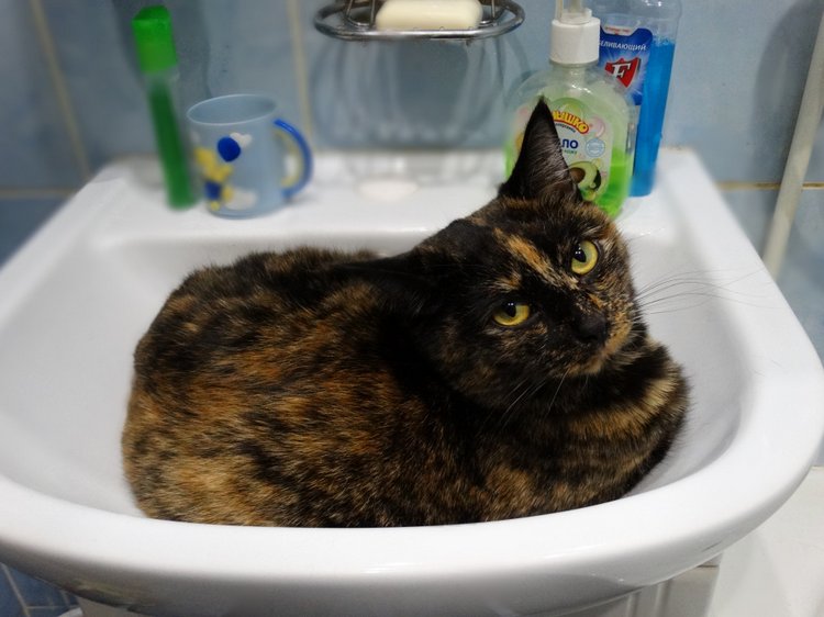 Кото-фото — В мире животных: смешные фото питомцев и зверей