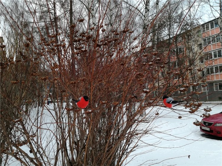 Снегири прилетели и Крошка на ладошке (фото 7)