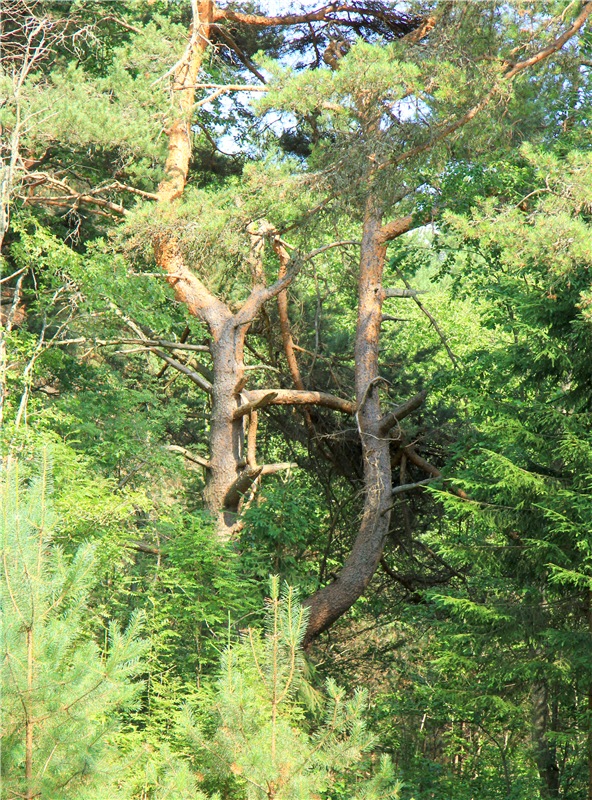 Девочка и Ёжик. Minifee Miyu FairlyLand | Бэйбики Девочка и Ёжик. Minifee Miyu FairlyLand