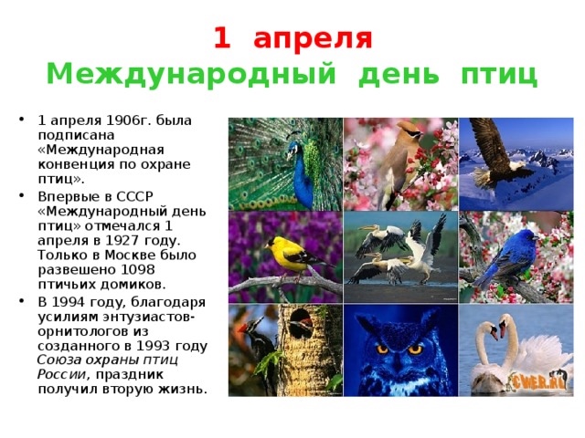 1 апреля — Международный день птиц (фото 2)