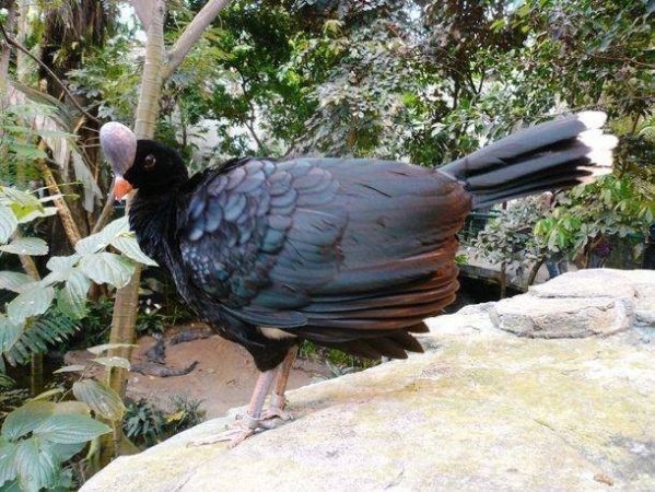 1 апреля — Международный день птиц