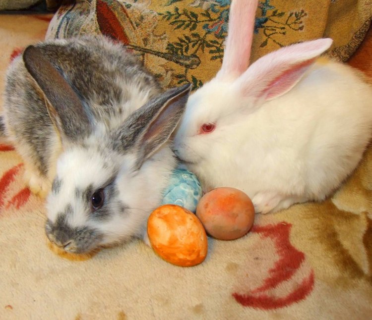 История Алиски 2 - Пасхальная, с белыми кроликами) | Бэйбики История Алиски 2 - Пасхальная, с белыми кроликами) (фото 2)