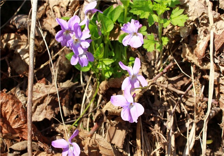 Джи и Городенка. BJD Gigi от Meadow Dolls (фото 4)