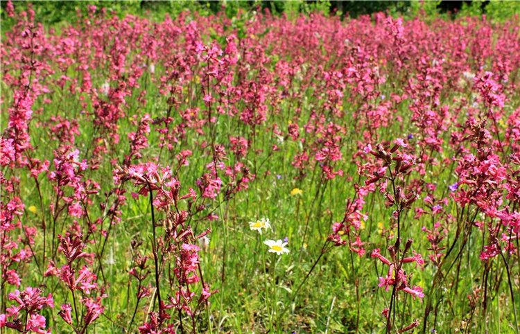 Малиновый Июнь, продолжение. BJD Gigi от Meadow Dolls