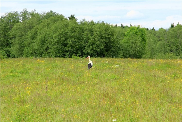 Путешествие с Бенни — Культура (фото 7)