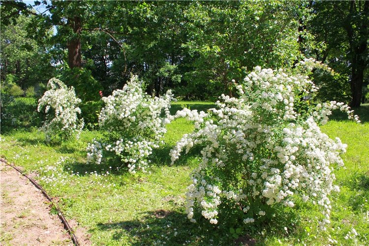 Я к Вам лечу воспоминаньем...Пушкинский праздник поэзии в Берново, 2019 год