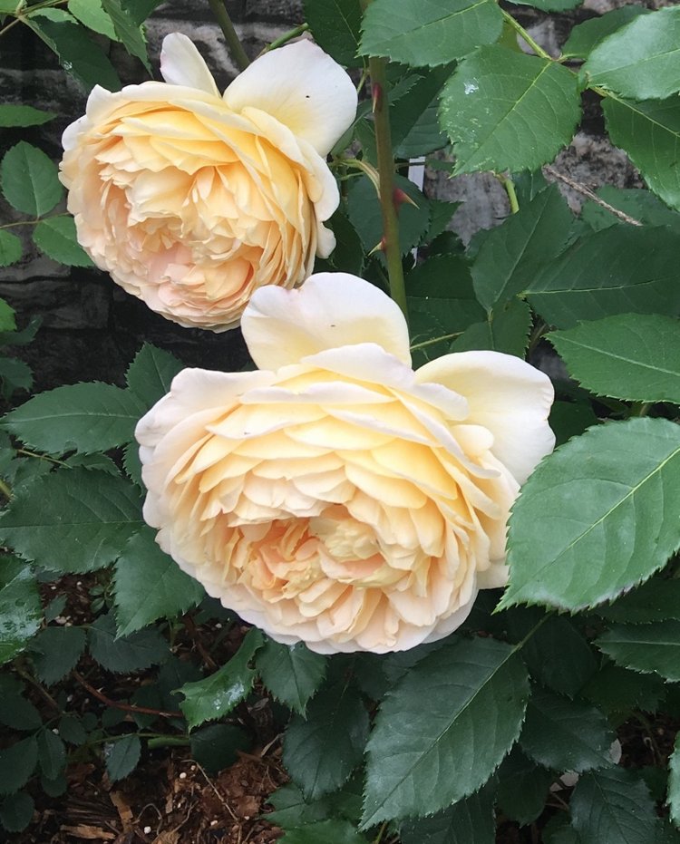 Цветы — роскошный дар природы (фото 8)